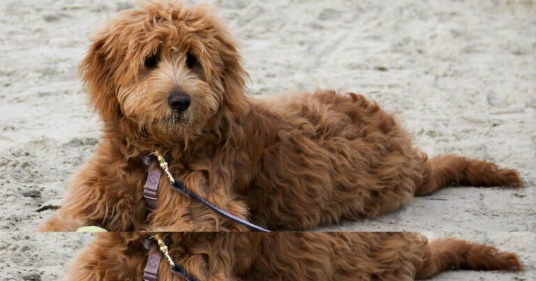 How to Keep Goldendoodle Hair Curly?